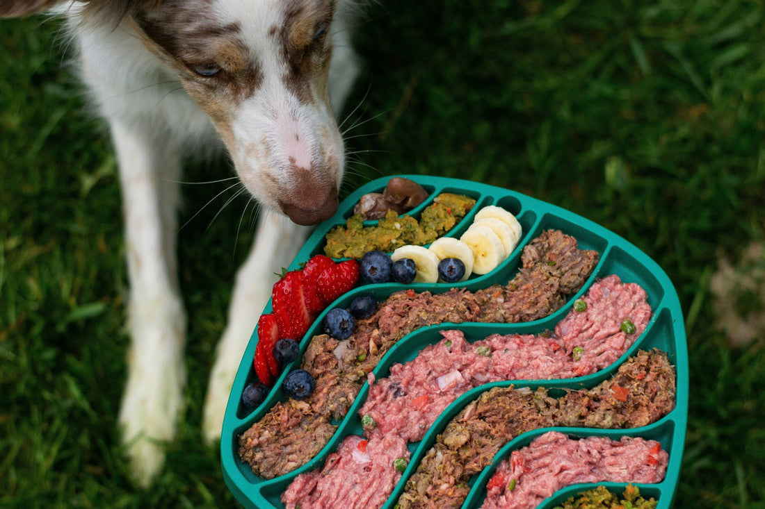 The Raw Truth About Raw Diets for Pets in Singapore