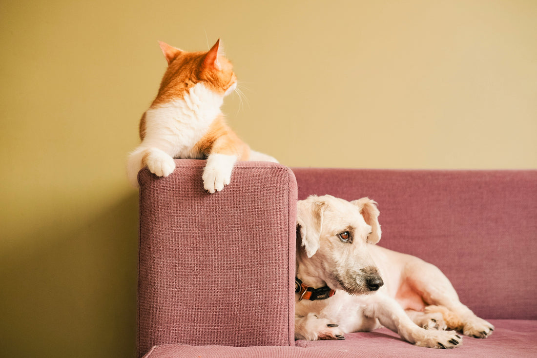 Pet Training 101: Raising Well-Behaved Dogs & Cats in Singapore