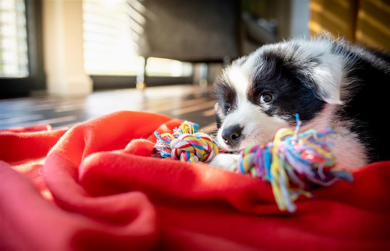 Puppy Training Guide for Singapore Pet Parents