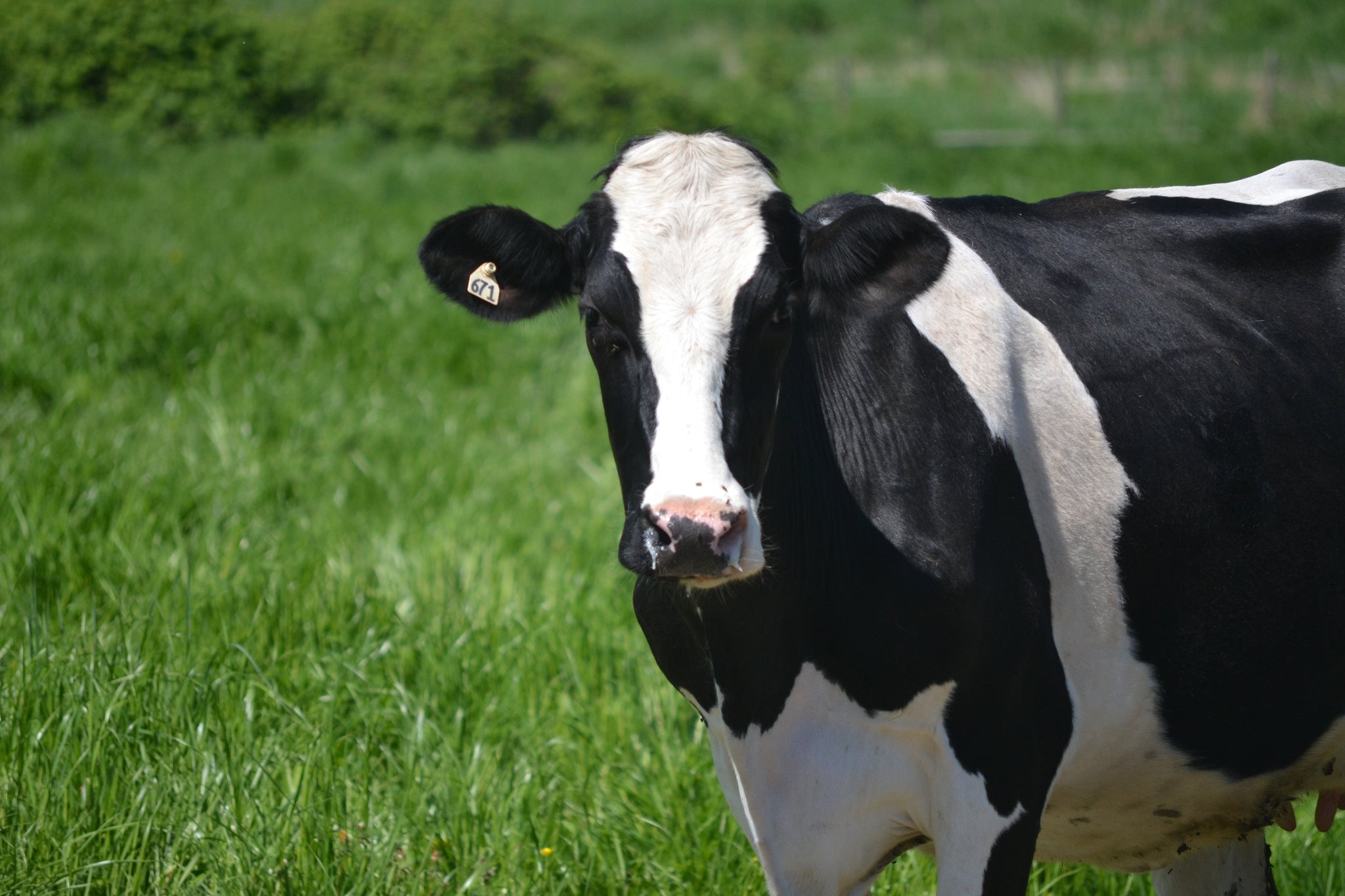 Can Cats and Dogs Drink Milk?