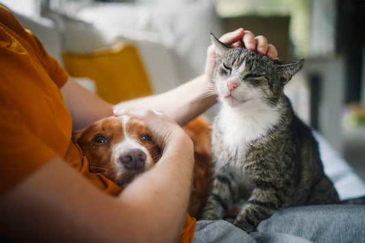Common Pet Illnesses in Singapore (and How to Prevent Them)