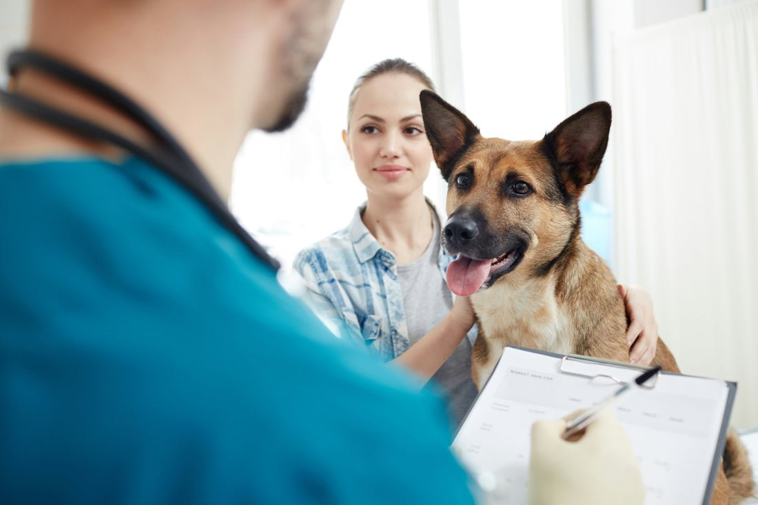 The Complete Health Checklist for Singapore Dogs & Cats
