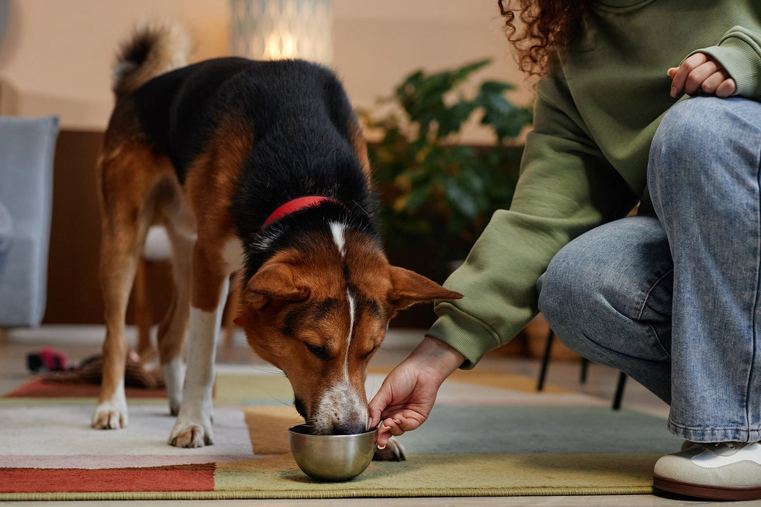 Dog Food in Singapore Explained: From Budget to Premium
