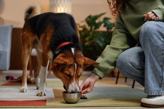 Dog Food in Singapore Explained: From Budget to Premium