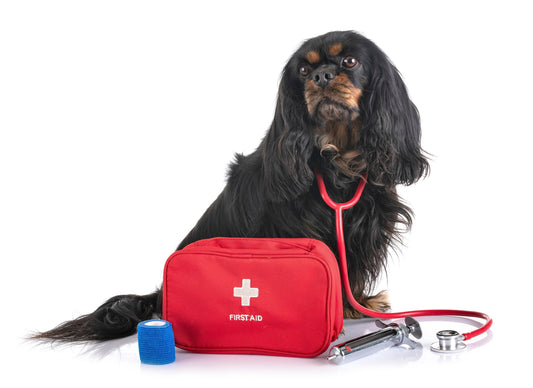 Pet First Aid Kit: What Every Singapore Pet Parent Should Have