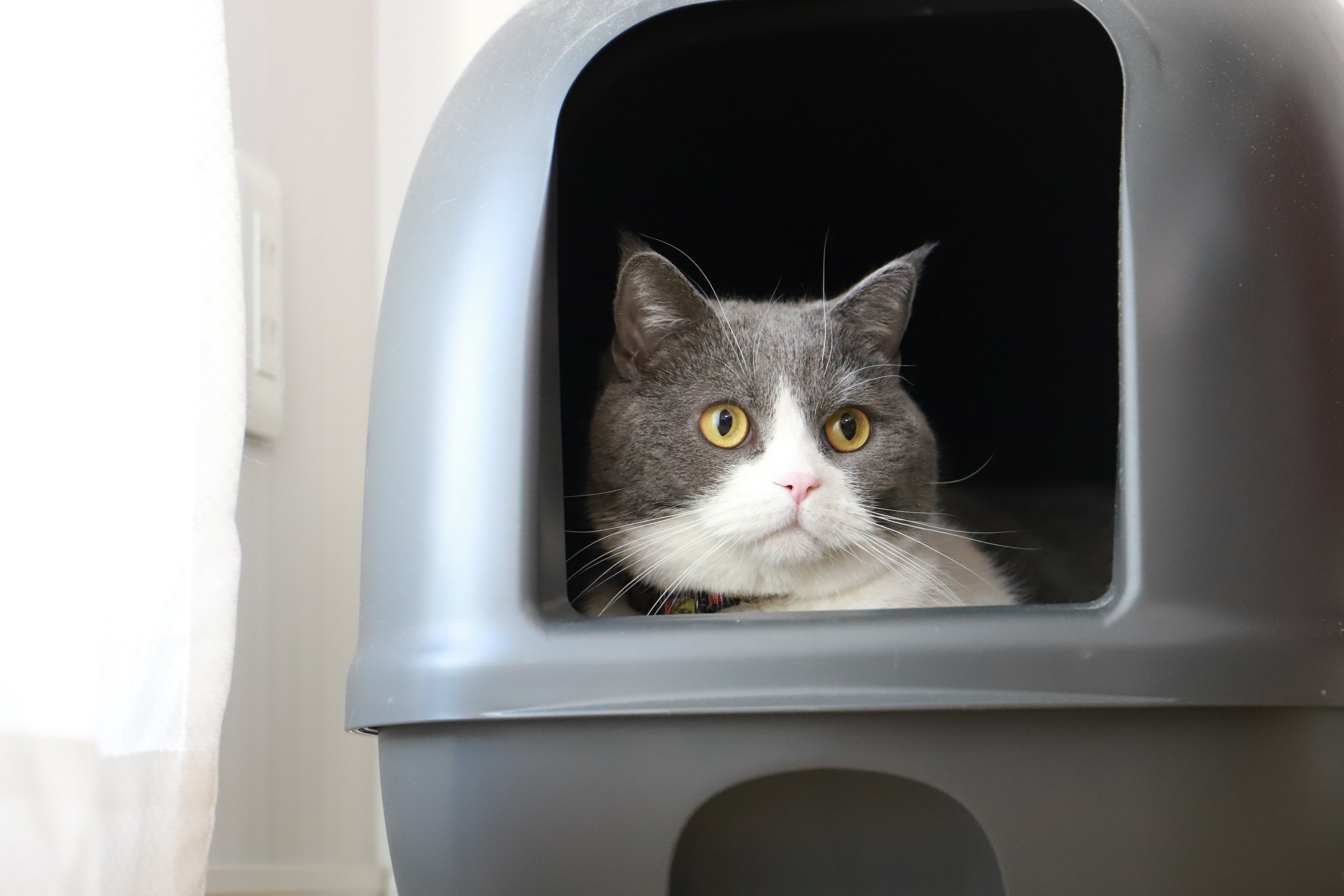 The Real Scoop on Cat Litter