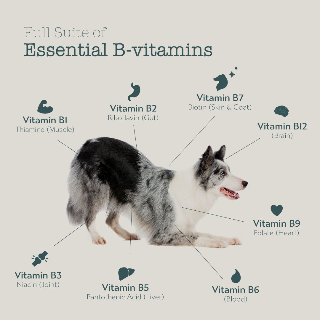 Boneve Freeze-Dried Raw Prey Dog Food