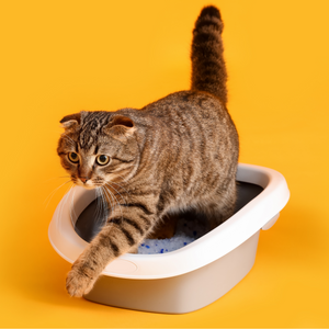 Cat Litter