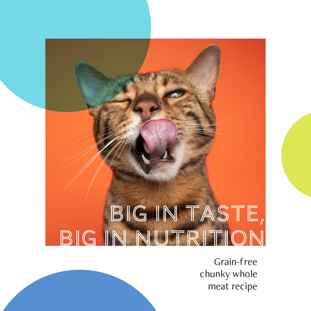 Daily Delight Jelly Skipjack Tuna White Cat Wet Food