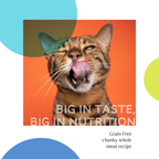 Daily Delight Jelly Skipjack Tuna White Cat Wet Food