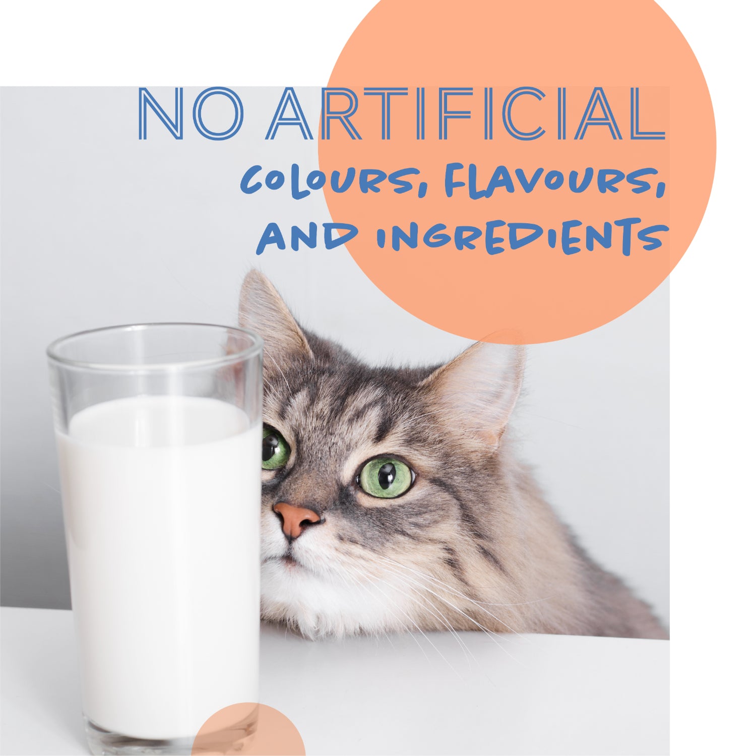Daily Delight Moo Lactose-Free Pet Milk
