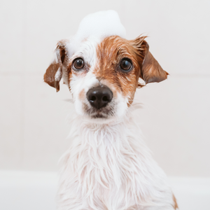 Dog Bath