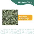 Oxbow Orchard Grass
