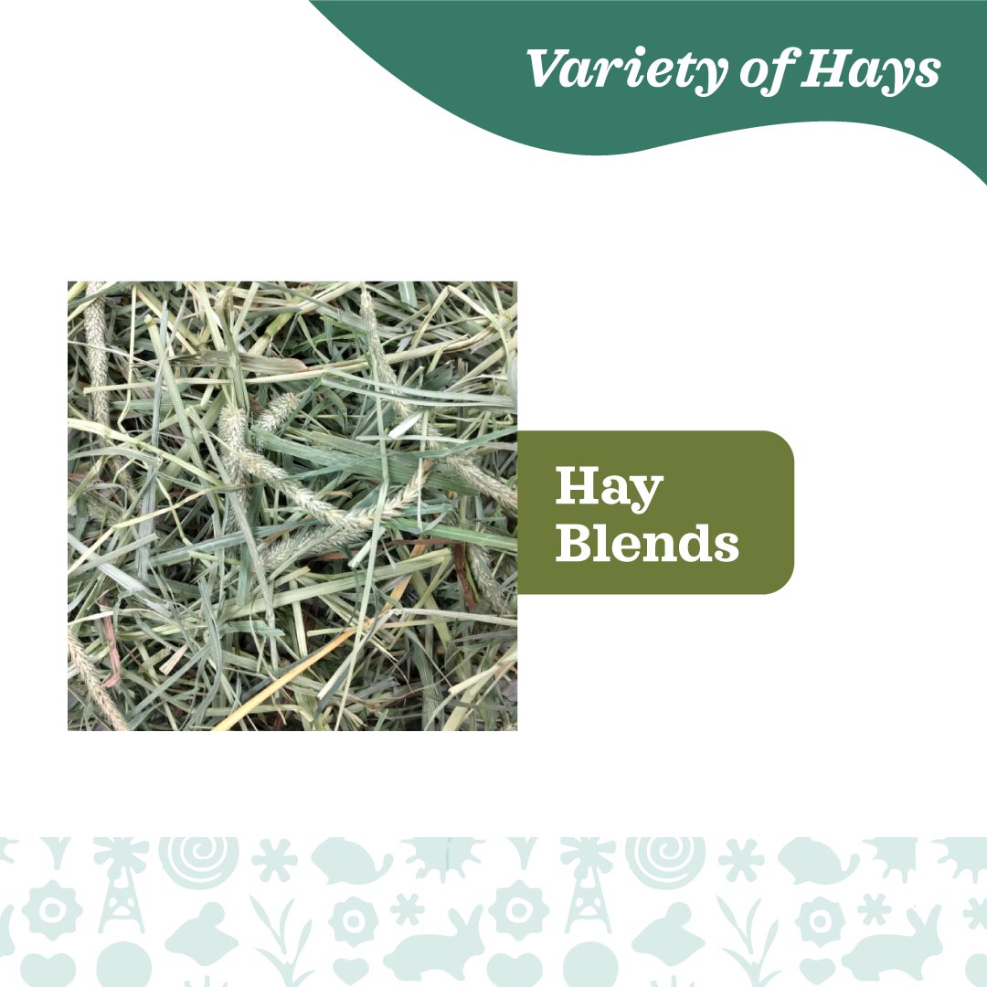 Oxbow Western Timothy & Orchard Grass Hay Blend