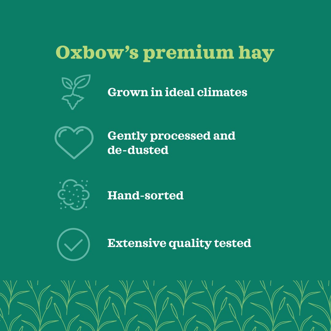 Oxbow Western Timothy Hay
