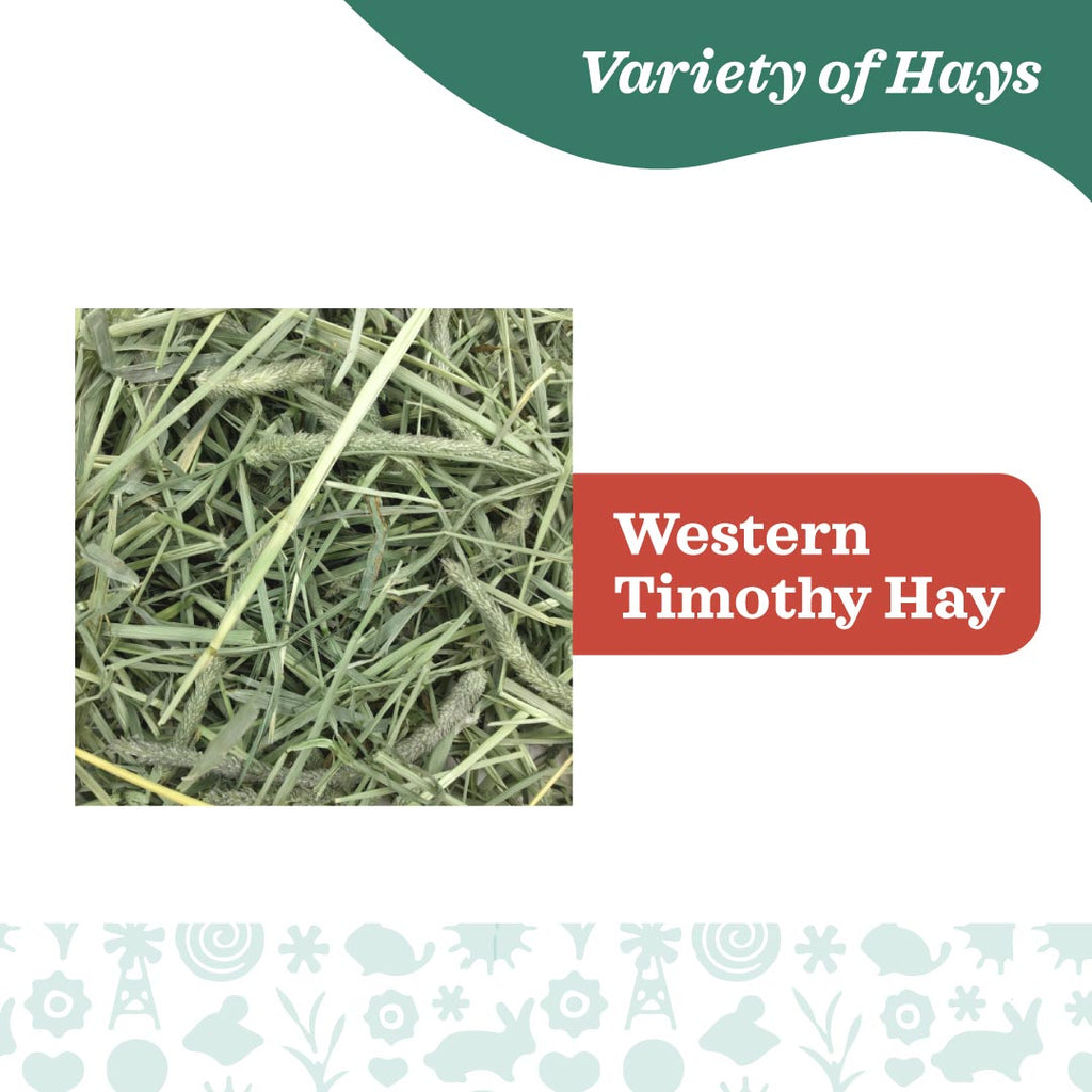 Oxbow Western Timothy Hay