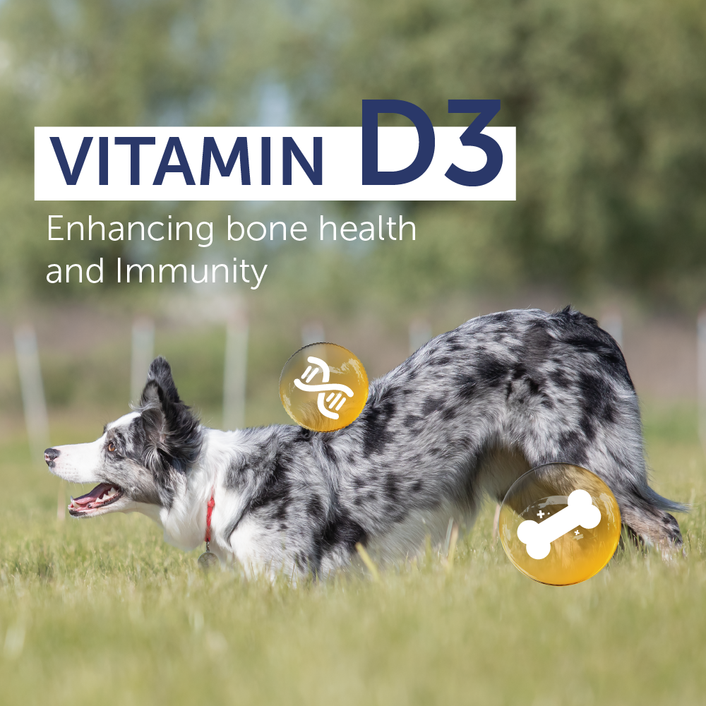 Top Ration Hi Nutrition Premium All Life Stages Dry Dog Food