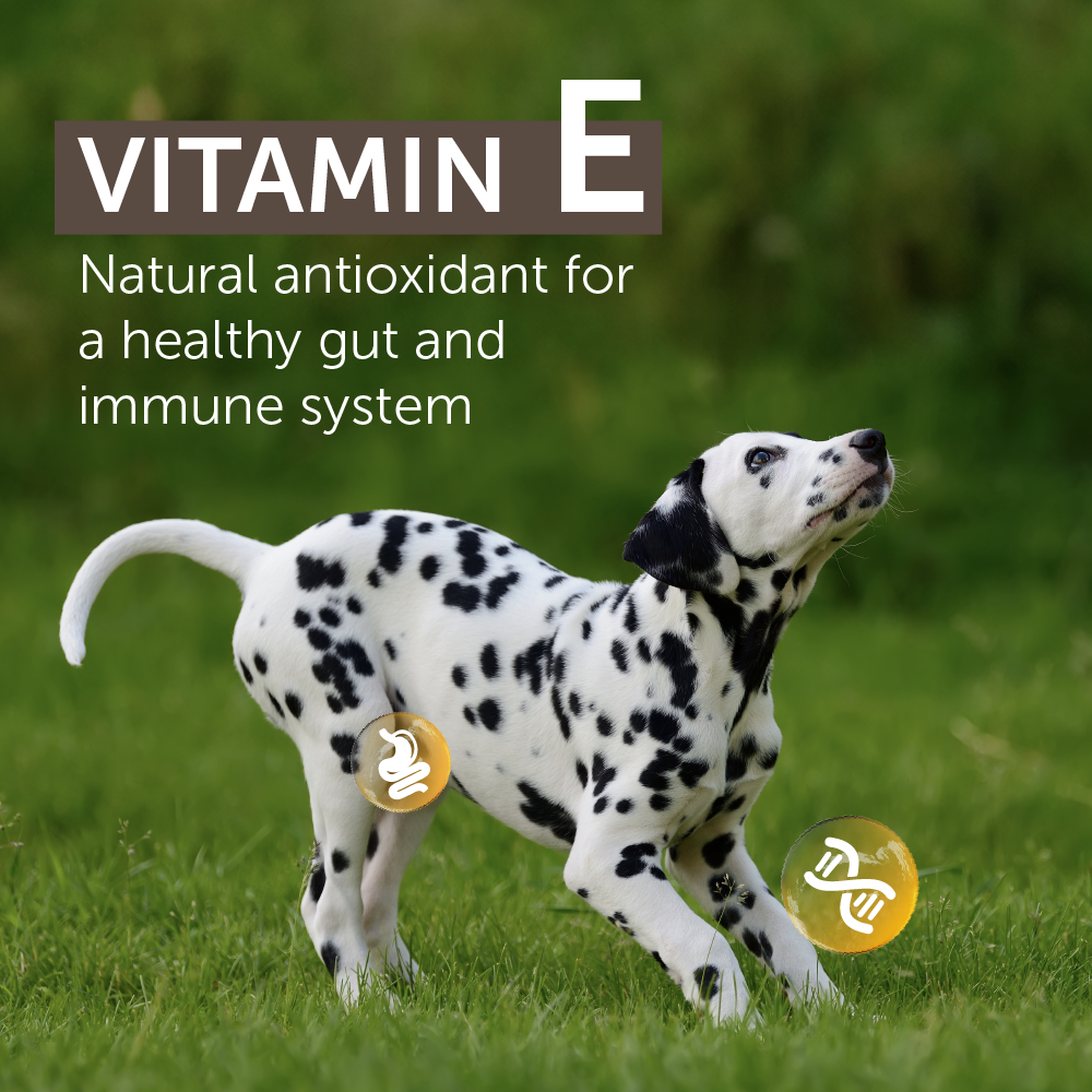 Top Ration Tasty Chunky Premium All Life Stages Dry Dog Food