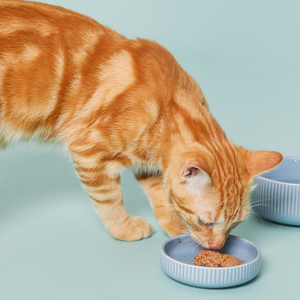 Cat Food