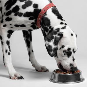Dog Food