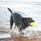 KONG AirDog Squeaker Football
