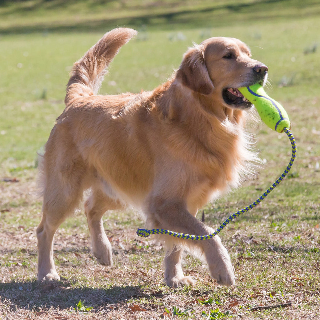 KONG AirDog Fetch Stick w/Rope
