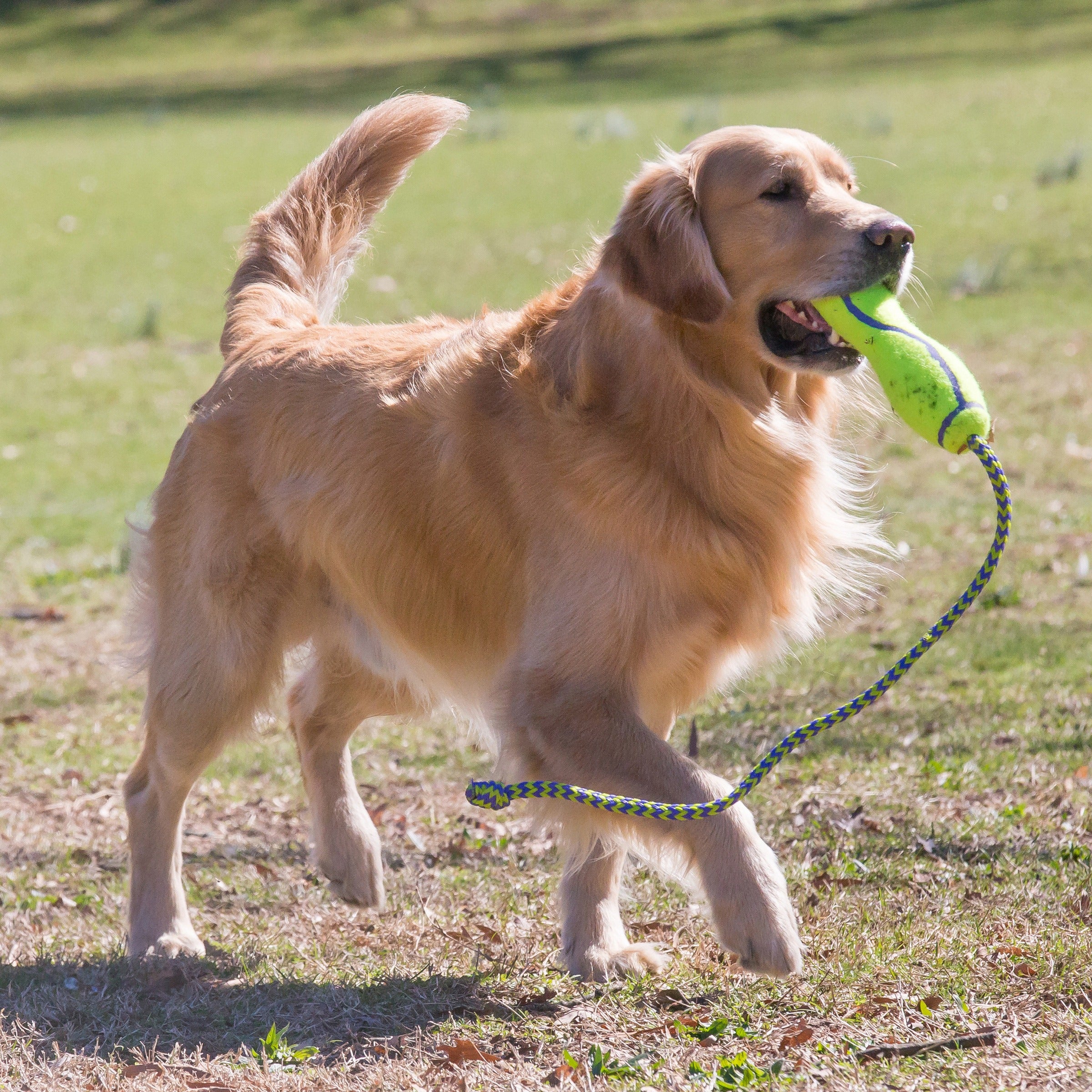 KONG AirDog Fetch Stick w/Rope